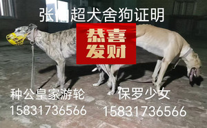 皇家游轮X保罗少女 988000001880108.jpg