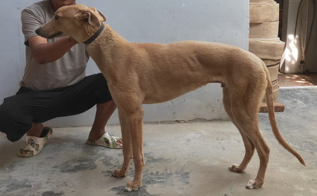 虎虎 900255000471014