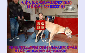 吉格帕夫X妞妞 941000225081061.jpg