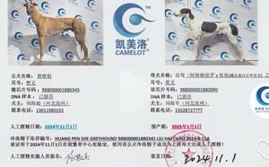 黄喷射X花母 988000001880090.jpg
