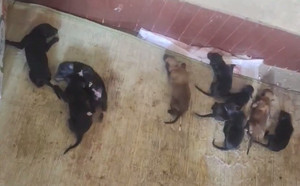 黑帕夫X小青 990000006147587.jpg