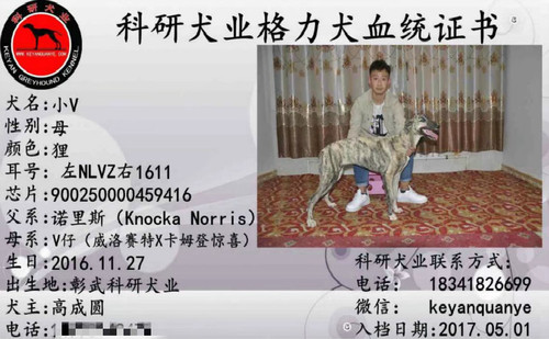 小V 900250000459416，NLVZ1611，神狸