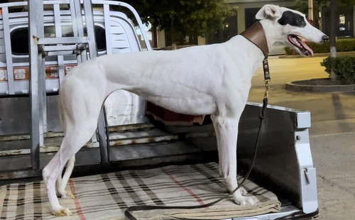 宾利贝尔 900023069029089