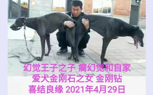 瘸幻觉X金刚钻900168801066452，JGS19D.jpg
