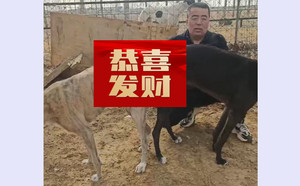 托尼X乐乐 900100000041984，NLSZ1603.jpg