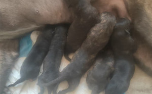 筋斗云X顶狸 900155000038182，CXDD1905.jpg