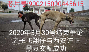 飞翔仔X黑豆 900215000445615.jpg