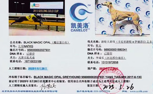 魔法蛋白石X游轮大黄母 988000001880341.jpg