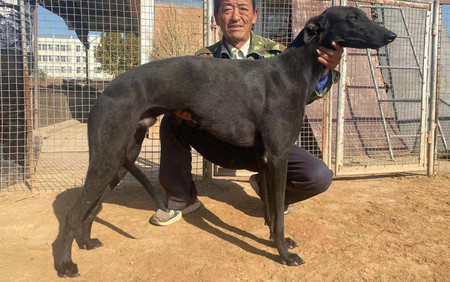 頭號飛魚 900115000990024,ngxh919a - 格力犬yy--格力犬中英文血統