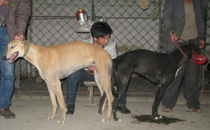 排山倒海X天使 Ashby Angel.jpg