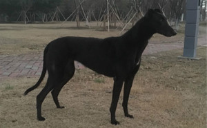 来喜 941000016715093.jpg