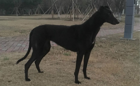 来喜 941000016715093