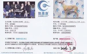 杜克X金色闪耀 941000225080970，PFZD2.jpg