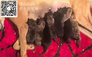 黑王X黄莺 156111110097054，J910A.jpg