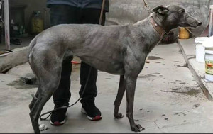 魔法蛋白石x黑玫瑰之女,2016年3月15日出生于天佑犬业,后落户静海