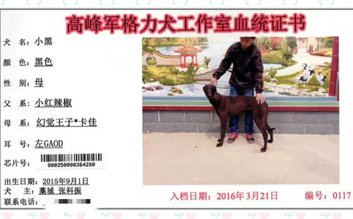 小黑 900250000364280，GAOD