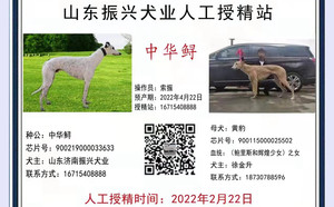 中华鲟X黄豹 900115000025502，BLS1709.jpg