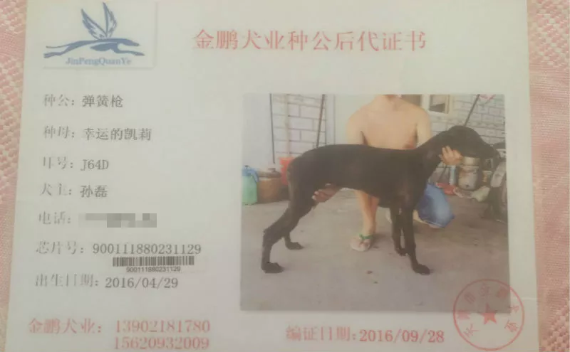 格力犬血统证书图片