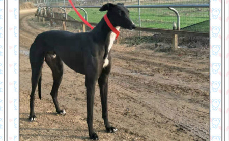 飞鱼仔 NGXH 517A，900115000889439