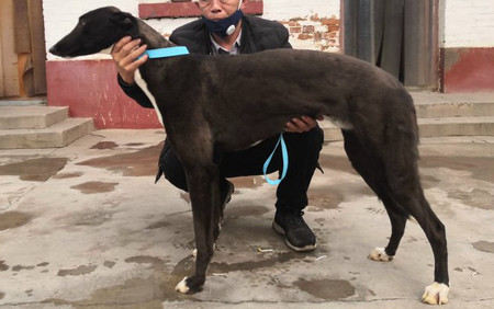 格力犬中英文血统查询