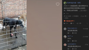 吉格帕夫X阿曼达 Amanda Bynes，36F 68264，988000001880001.jpg