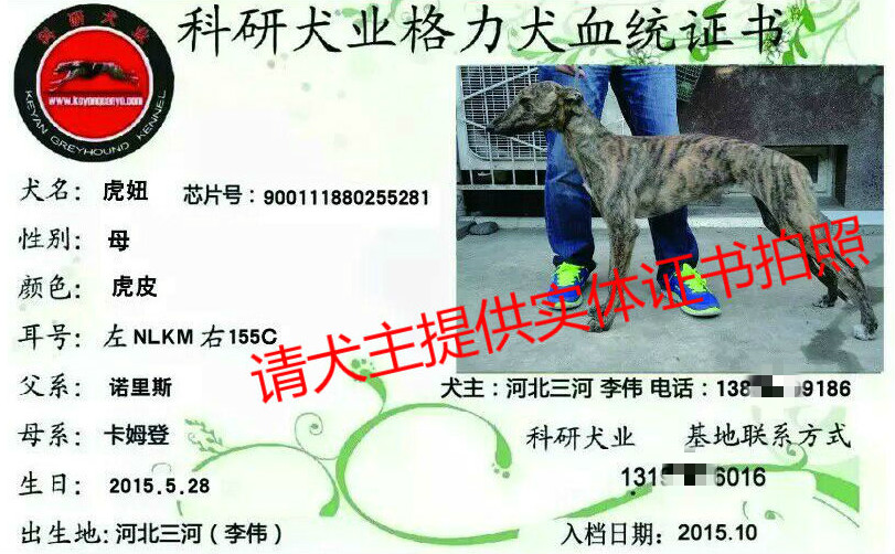 虎妞nlkm 155c 格力犬yy 格力犬中英文血统查询