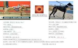 米奇杜X艾伦公主 900215000112372，FFAL1905.jpg