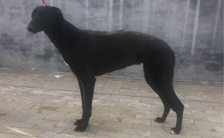 弹簧枪女王 156111110093016,j83a - 格力犬yy--格力犬中英文血统查询