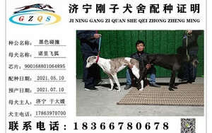 黑色碰撞X诺里飞狐 900168801064895.jpg