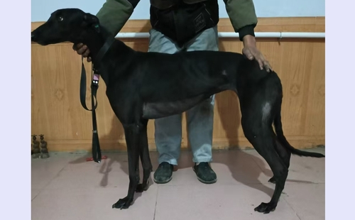 喷射公主 990000009408518，0139K