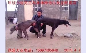 普雷斯顿X小灰NG09 106A.jpg