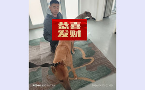 黄喷射X灰狸子 DBZL1，900201709632365.jpg