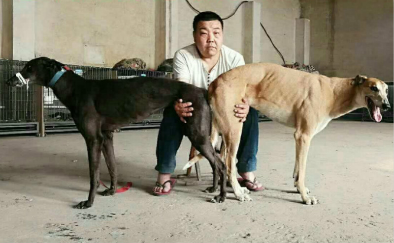 唐山晓勇的格力犬种母丽丽使用济宁市陈庆雪的格力犬种公午夜螺旋配种