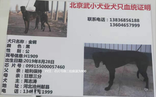金钢 900155000057460，H1909