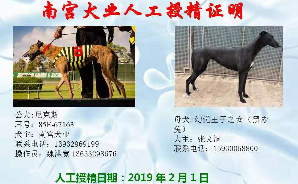 南宫犬业尼克斯图片