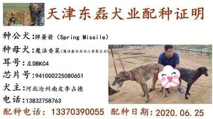 弹簧箭X魔法香菜 DBKC4，941000225080651.jpg