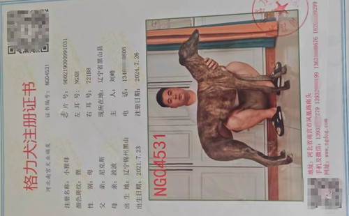 小狸母 900219000991031