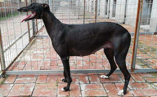 黑妞 900018881702592