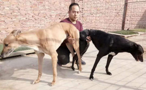 吉格帕夫X辉煌公主 900250000352198.jpg