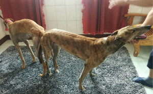 红狸子X飞鹰 J65C，900250000483822.jpg