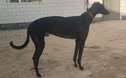 小男孩 900263006313813