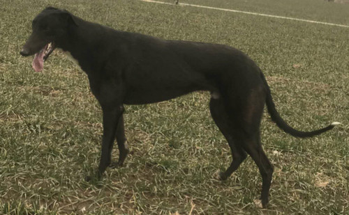 性别: 公 出生年份: 2017 出生地: 中国 父亲: 阿斯顿保罗 aston