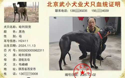 哈利别克 900263005962311