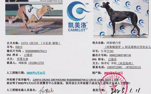 卡尼亚游轮X阿斯顿白雪 900023069708749，T716Y.jpg