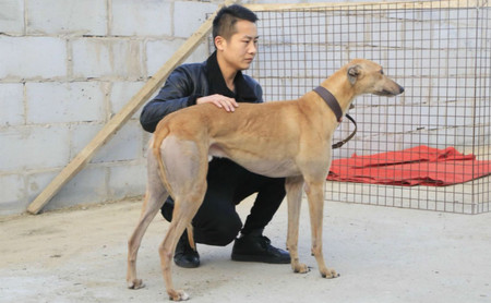 洛德lord shamrock,956000008826193,ndcsd - 格力犬yy--格力犬中英文