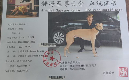 撇拉腿 990000006148328