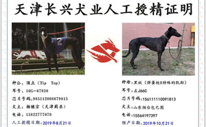 顶点X黑妖 J66C，156111110091813.jpg