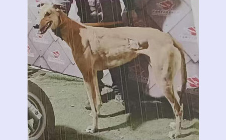 风火轮 900023069708770