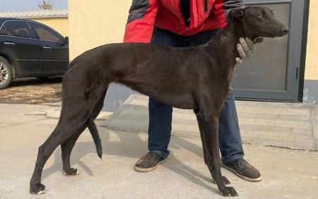 幻影900115000989987,ngxh620ma - 格力犬yy--格力犬中英文血统查询