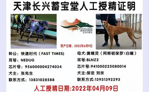 快速时代X黄精灵 BLNZ2，941000225080014.jpg